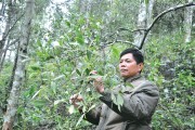 Hoa hồi bừng sáng trời Đông Bắc