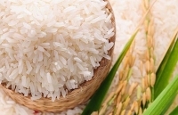 13 sản phẩm nông nghiệp chủ lực quốc gia