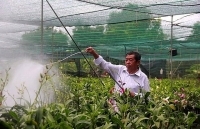 Chưa Tết, vựa hoa lan khủng tại TP.HCM đã 