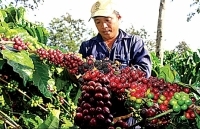 Vị ngọt cà phê cao nguyên