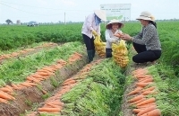 Cà rốt Hải Dương nhộn nhịp vào vụ