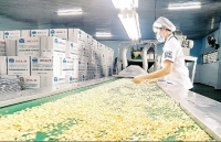 Xuất khẩu điều năm 2020: Giảm lượng, tăng chất