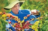 Cà phê organic: Kết tụ tinh hoa