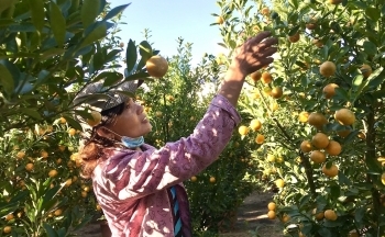 Thủ phủ quất miền Trung thấp thỏm vụ Tết