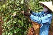Xuất khẩu hồ tiêu: Kỳ vọng kim ngạch trên 1,5 tỷ USD