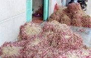 Hành tím ngập nước ở miền Tây vẫn bán được giá cao