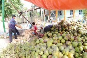 Mít, dừa khô miền Tây được giá
