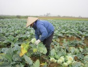 Giá rau xanh giảm mạnh