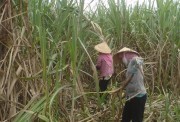 Chữ đường mía thấp do mưa nhiều