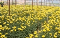 Nhà vườn Đà Lạt lỗ nặng vụ hoa Tết