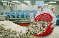 Xuất khẩu tôm sang Hàn Quốc dự báo tiếp tục thắng lớn trong năm 2019