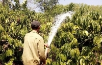 Nhiều chủ vườn lao đao vì cà phê mất mùa, rớt giá