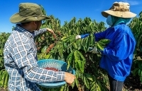 Cà phê Việt Nam tiếp tục chinh phục thế giới