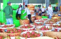 Giá thanh long tăng vụt lên 45.000 đồng/kg