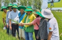 Xây dựng mô hình giống lúa mới và quy trình canh tác lúa tiên tiến ở Sóc Trăng