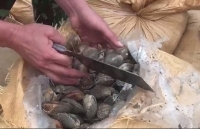 Quảng Ninh: Bắt bè gỗ chở 4 tấn ngao không rõ nguồn gốc