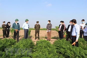 Hàn Quốc nhập khẩu cà rốt của Hải Dương, thị trường sôi động trở lại