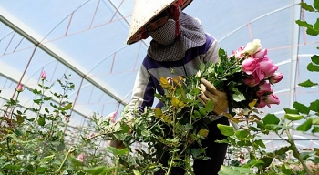 Giá hoa hồng Đà Lạt chuẩn bị cho ngày Valentine tăng gấp từ 2-3 lần