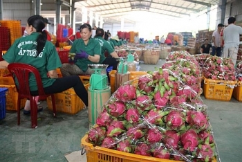 Giá thanh long ở Tiền Giang đang có xu hướng tăng trở lại