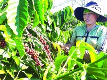 Xuất khẩu nông sản qua “kênh” kiều bào: Lối mở nhiều triển vọng