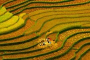 Tiếp tục là biểu trưng của du lịch Việt