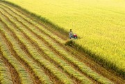 Giá lúa ĐBSCL tăng mạnh