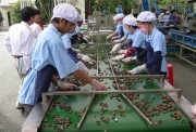 Khan hàng, giá điều cao kỷ lục