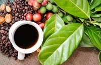 Lễ hội Cà phê Buôn Ma Thuột lần thứ 7- 2019: Hứa hẹn nhiều chương trình đặc sắc