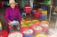 Tiền Giang: Ngao trúng giá nhưng mất mùa