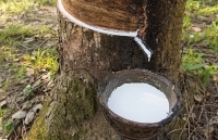 Xuất khẩu cao su tăng vọt gần 145% trong nửa đầu tháng 2/2020