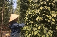Đồng Nai: Nông dân loay hoay vì hồ tiêu rớt giá thê thảm