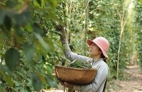 Giá hồ tiêu Phú Quốc giảm sâu, nhiều nông dân bỏ nghề