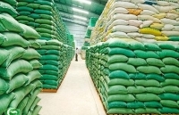 Thóc nhập kho dự trữ quốc gia phải là thóc mới