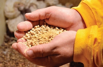 Sau 10 lần tăng, giá thức ăn chăn nuôi còn leo thang đến đâu?