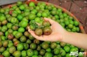 Mận đầu mùa giá 200.000 đồng/kg vẫn đắt hàng