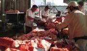 Người nuôi heo đang phá sản
