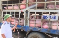 Lạng Sơn: Dồn sức phòng, chống dịch tả lợn châu Phi