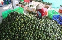 Giá cam sành trái vụ ở Đồng bằng sông Cửu Long tiếp tục giảm mạnh