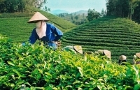 Xuất khẩu chè: Tái cơ cấu thị trường, hướng vào sản phẩm cao cấp
