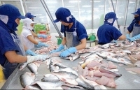 Giá cá tra tại Đồng bằng sông Cửu Long
