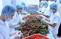 Xuất khẩu sang Australia: Không bỏ lỡ cơ hội