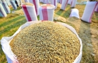 Tiền Giang: Giá lúa gạo tăng mạnh, thương lái dự trữ lãi cao