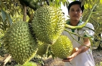 Đồng Nai: Giá sầu riêng giảm ngay từ đầu vụ