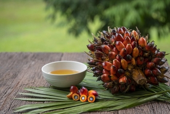 Indonesia cấm xuất khẩu dầu cọ, Bộ Công Thương khuyến cáo doanh nghiệp tìm giải pháp