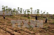 Ngân hàng Nhà nước sẽ xin Chính phủ \