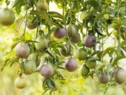 CEO Nafoods quốc tế: Người mang chanh leo Việt đi khắp thế giới