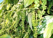 Giá hồ tiêu tụt dốc, nhiều nông dân găm hàng chờ giá lên