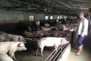 Ngành chăn nuôi lợn - Cần phương án \
