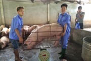 Ngành chăn nuôi lợn - Cần phương án \