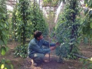 Giá hồ tiêu liên tục giảm, chưa bằng một nửa giữa năm ngoái